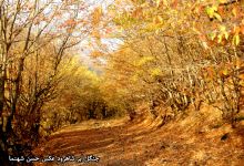 گزارش تصویری از فصل پاییز در جنگل ابر شاهرود